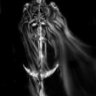 Darkseed