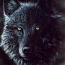 blackwolf