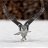 hawksson