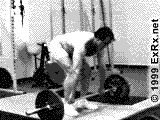 sirt1.gif