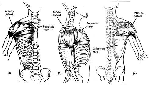 deltoid2.jpg